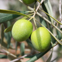 VIOLIN - Valorization of Italian OLive products through INnovative analytical tools