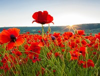 25 aprile 25 aprile