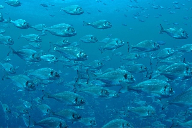 Fish in the aquarium
