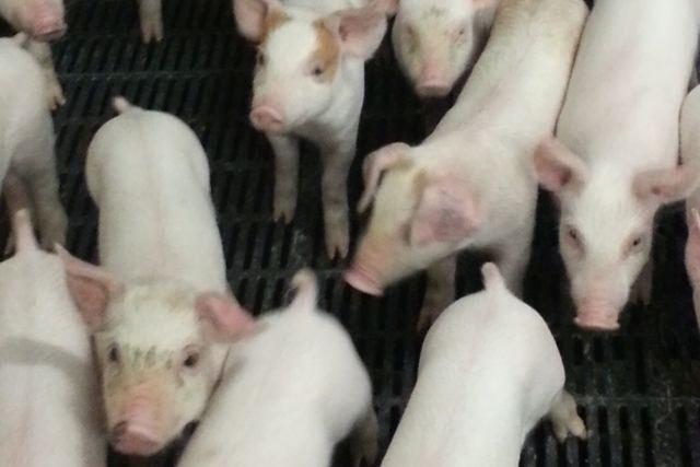 Pig farming