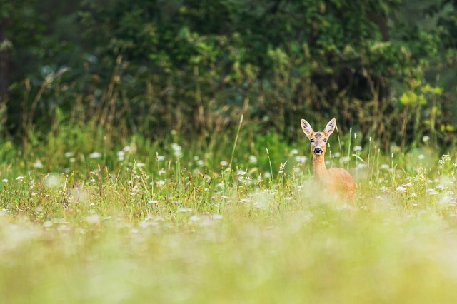 A roe deer in a wood