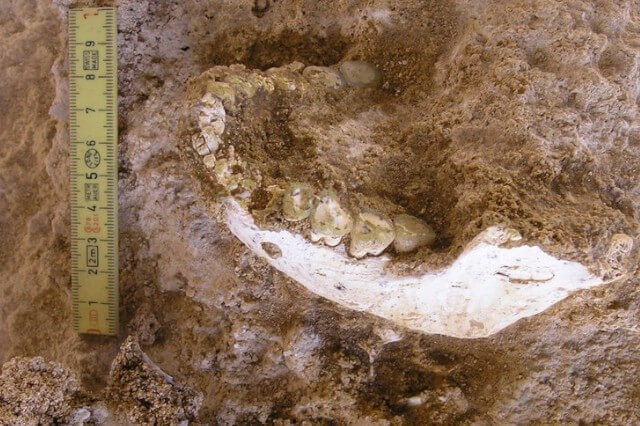 Fossil discovered near Casablanca