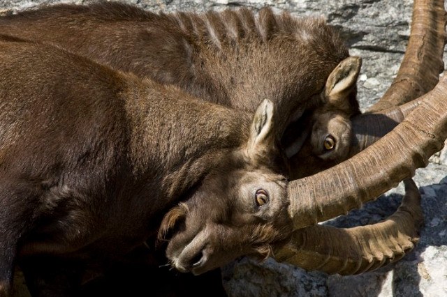 Alpine ibex