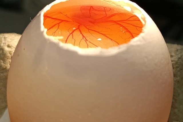 A fertilized egg