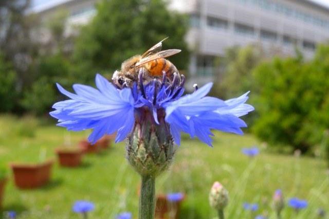 Bee on a flower