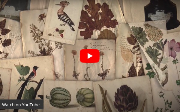 Watch the video Ulisse Aldrovandi racconta l’Orto Botanico e la Palazzina della Viola - L'Alma Mater per immagini