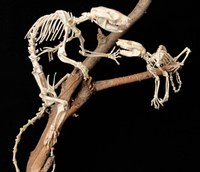 Comparative Anatomy Collection Comparative Anatomy Collection