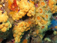 Corals Corals