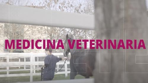 MEDICINA VETERINARIA - Scopri l'ambito disciplinare