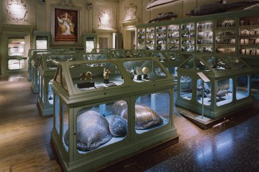 Museo di Palazzo Poggi