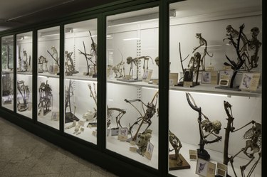 Collezione di anatomia comparata