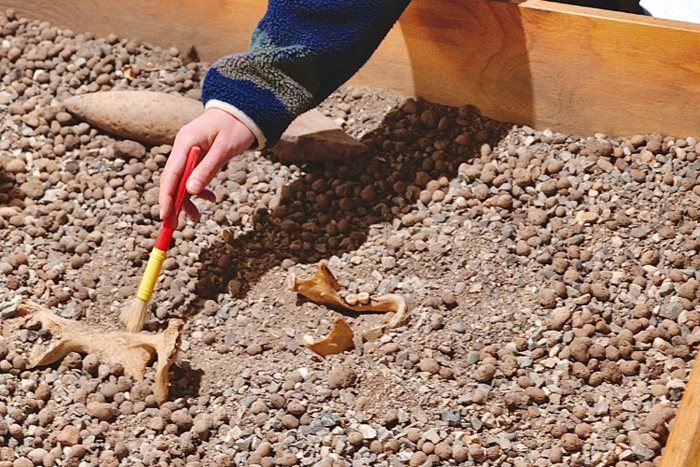 mano con pennello che ripulisce dei fossili dal terreno