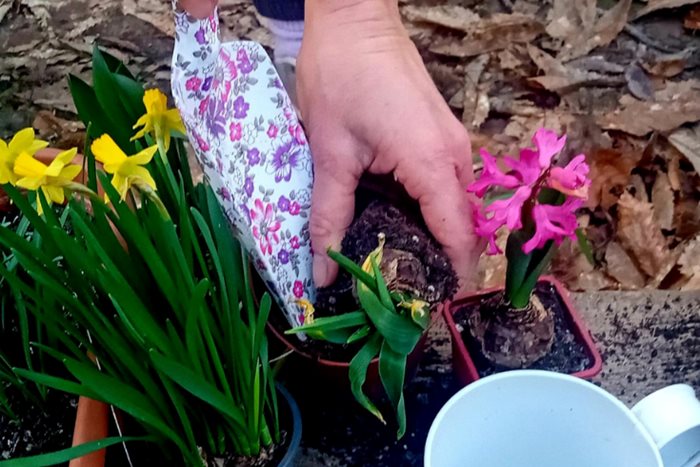 Persona che invasa dei bulbi