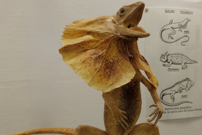 Clamidosauro presso la Collezione di Zoologia