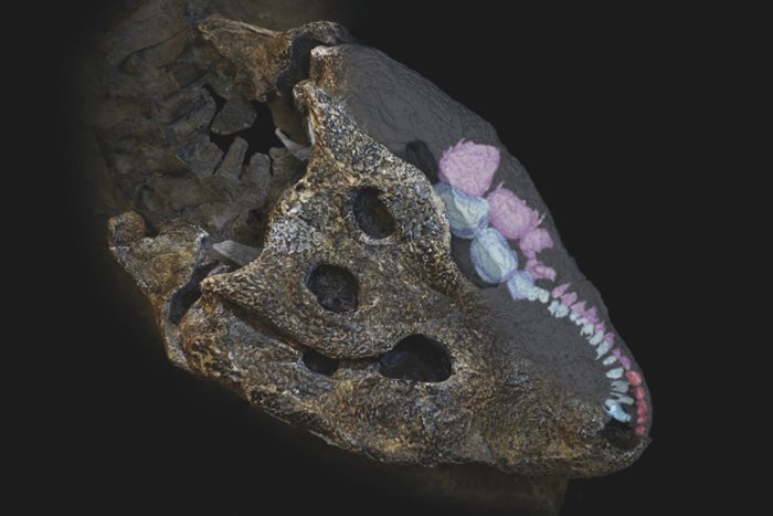 Reperto fossile sottoposto a TAC