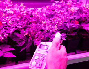 Vertical farming_per centro nazionale PNRR Agritech_307x238
