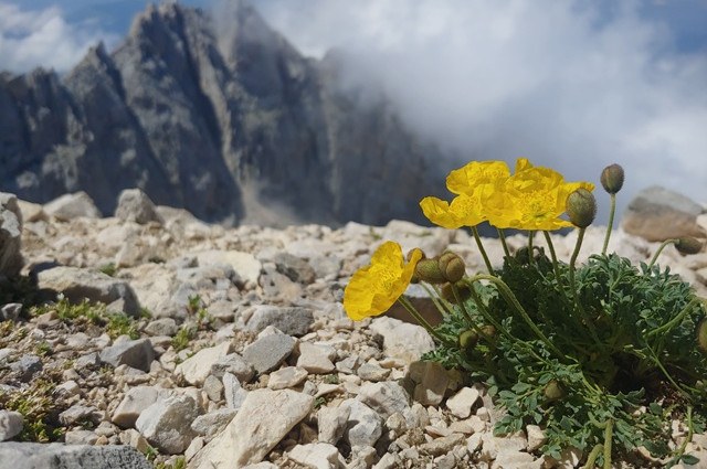 Fiore di montagna