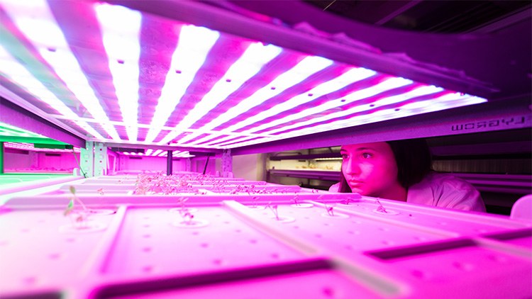 Ricercatrice al lavoro in laboratorio con luce viola