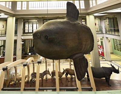 Collezione di Zoologia