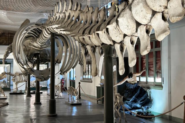 Collezioni di Zoologia e Anatomia Comparata