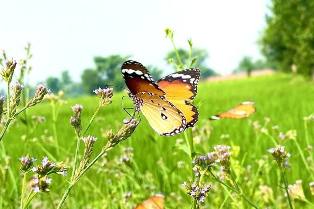 Farfalla su un fiore