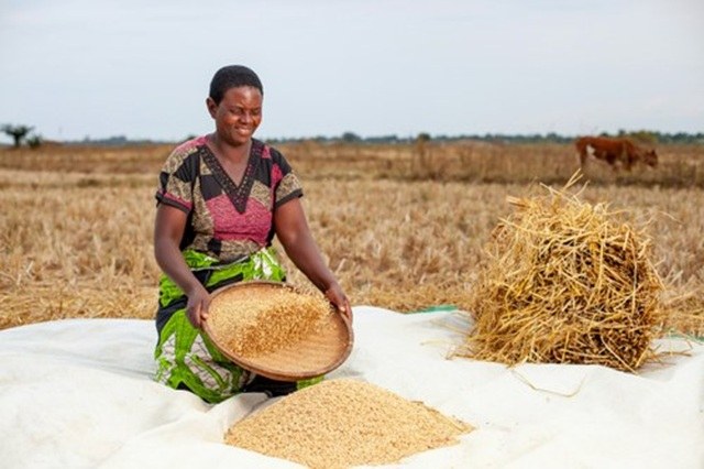 Donna africana durante un'attività agricola