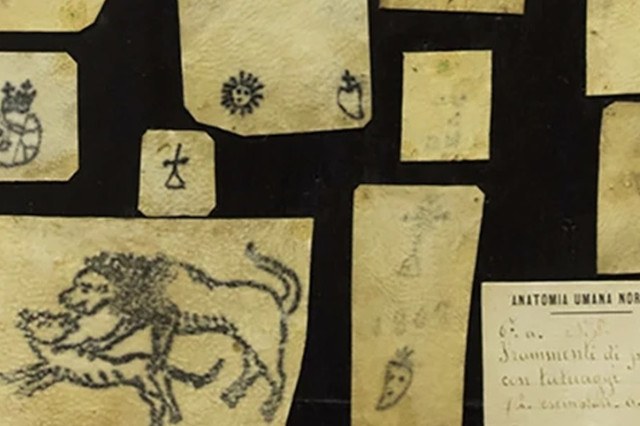 Reperti conservati nella Collezione delle Cere Anatomiche "Luigi Cattaneo"