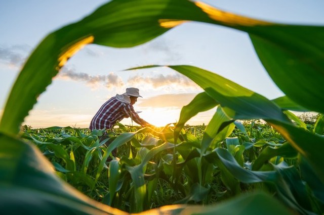 Una piantagione di granturco