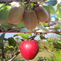 frutta frutta