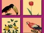 "codice" Aldrovandi"