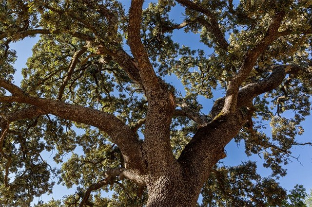 Quercia