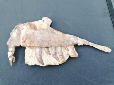 Resti di Megalosauro - Museo di Storia Naturale di Oxford (Credits. F. Fanti)